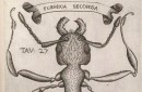 Francesco Redi, “Esperienze intorno alla generazione degl’insetti”, 1668 - insect illustrations