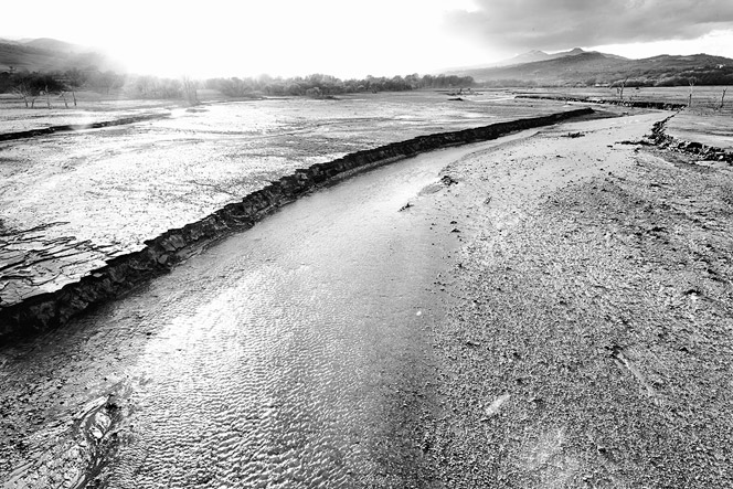 lucania-black-and-white-6