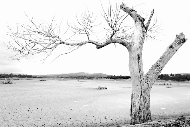 lucania-black-and-white-8