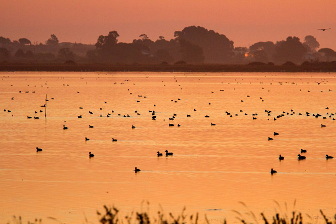 Riserva naturale statale del Lago di Burano, Capalbio, Grosseto - State Natural Reserve