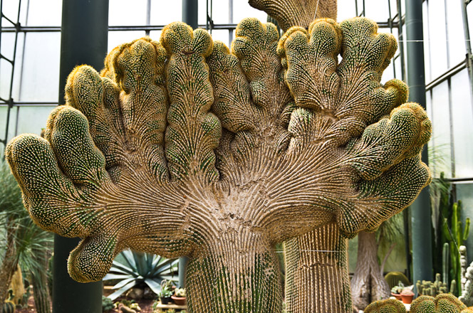 Il giardino botanico La Cutura, nel comune di Giuggianello (Lecce) - botanical garden